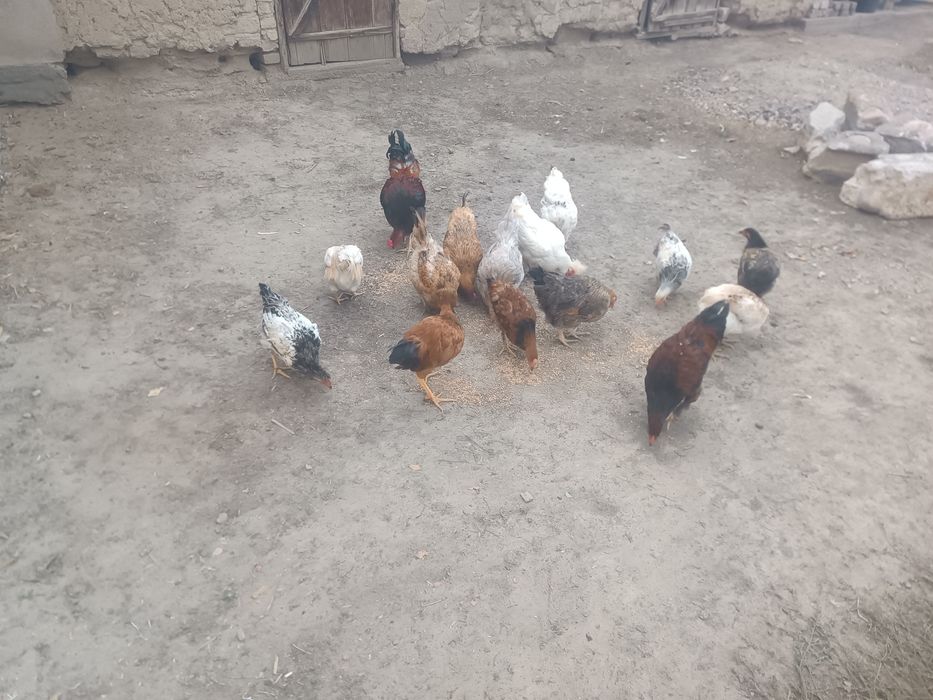 Продам куры крупные