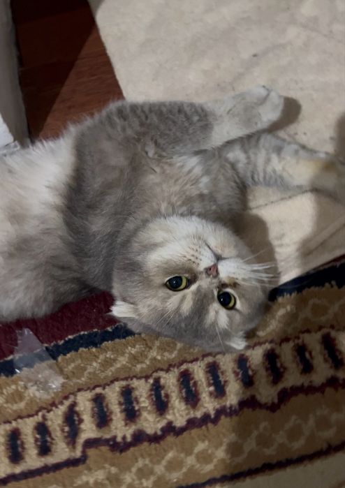 скоттиш фолд золото серебристый
