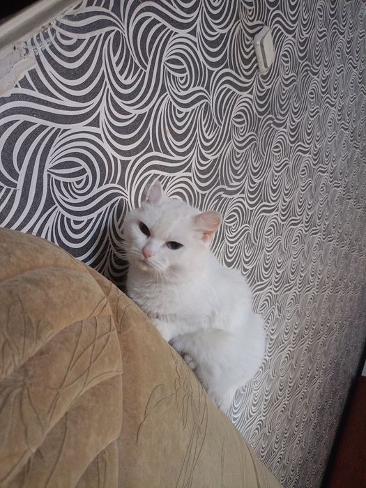 Кошка в добрые руки