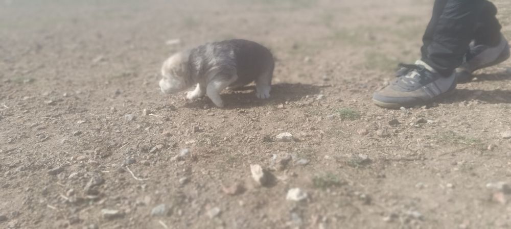 Продаются щенки алабай