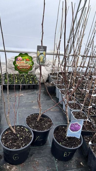 Магнолия специална селекция