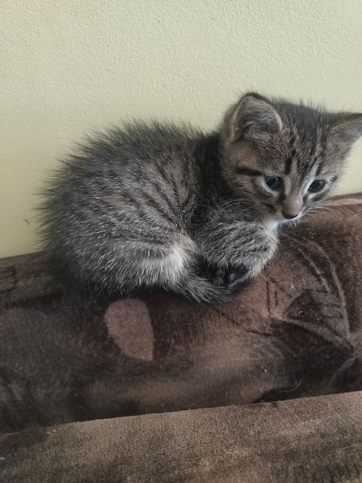 Отдам котенка мальчика