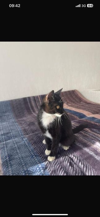 Пристраивается  мальчик котик