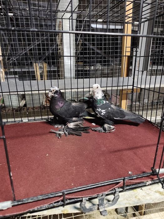 Голуби птицы в продаже