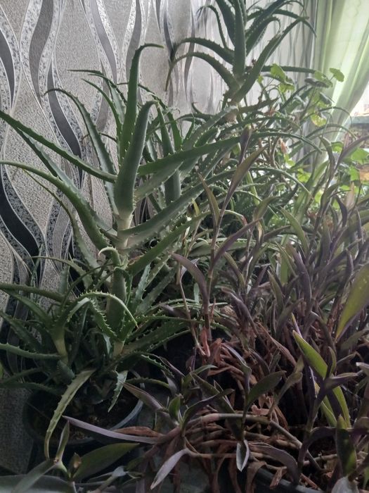 Продается комнатний цвети алоэ и ещё две другий цвети