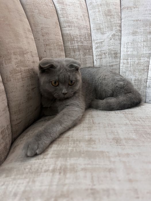 Срочно мушук сотаман