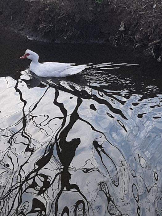 Vand Rate lesesti 60 ron