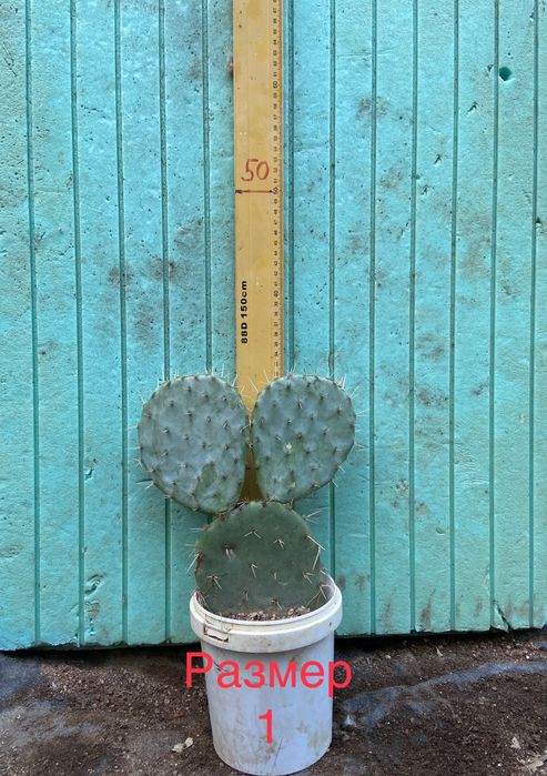 Смокиня индийска два вида, Кактус опунция, Opuntia ficus-indica Etna