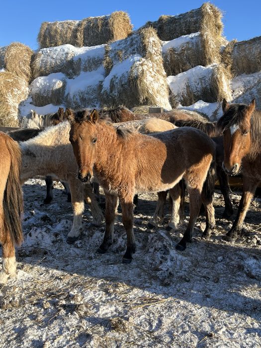 Жылқы сатамын срочно