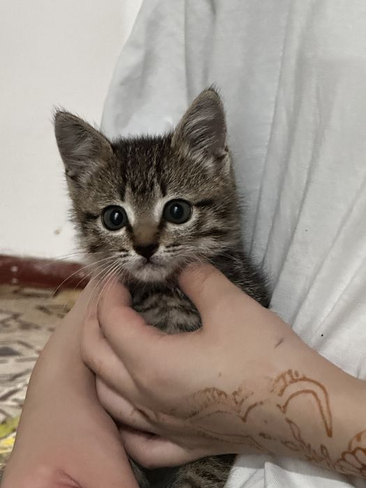 Котят отдам бесплатно