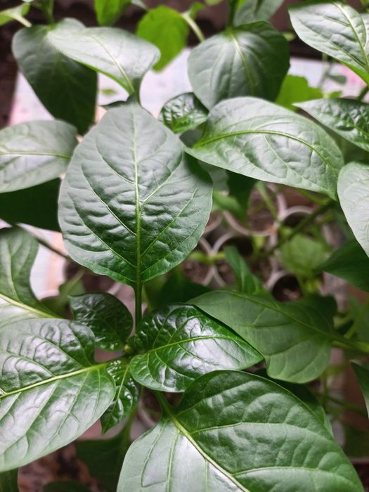 Рассада перца  1 корень  300 тенге