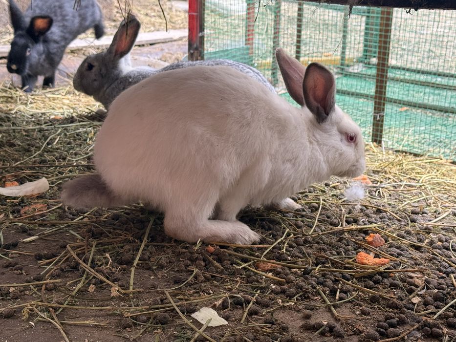 Quyonlar ko'p xarxilidan bor qizbola erkaklari