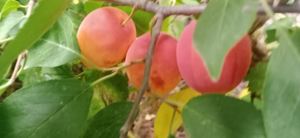 Продам Саженцы местные