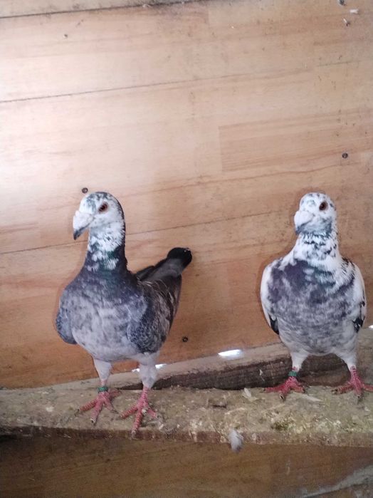 Porumbei voiajori stil vechi de vanzare