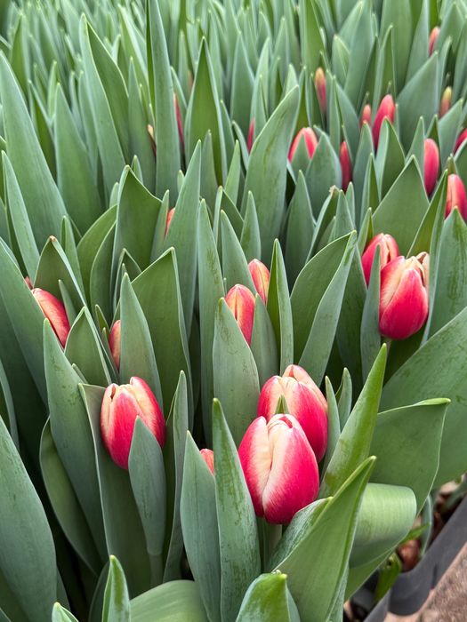 Тюльпаны в розницу от 490 тг.