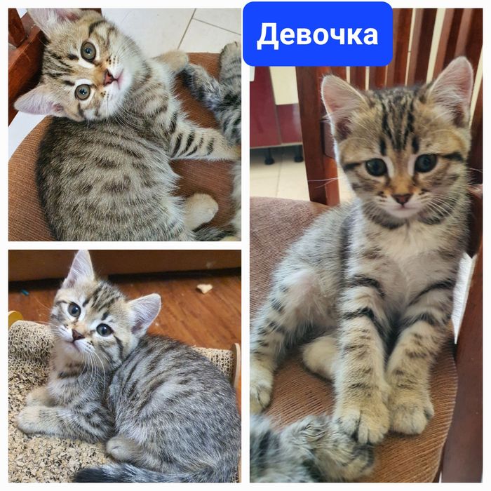 Котята шотландской вислоухой