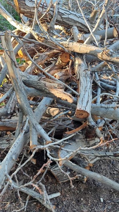 Орех спиленный на дрова