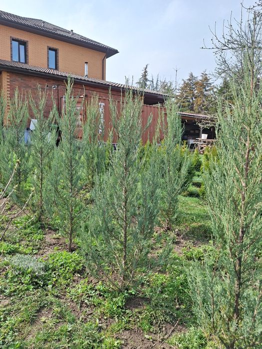 Продам можжевельник