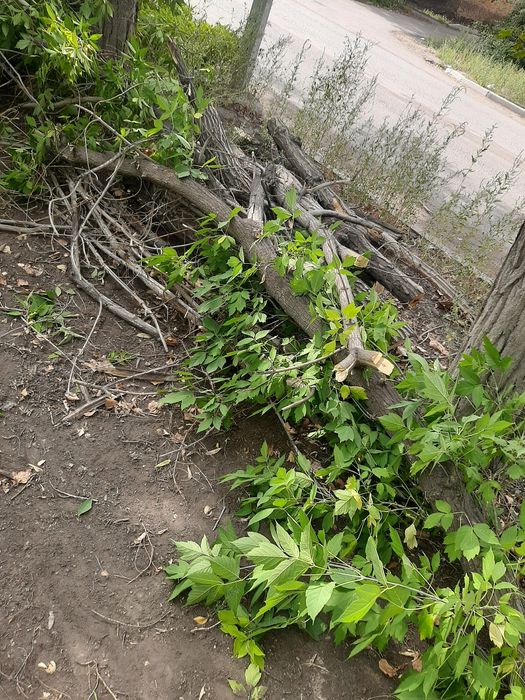 мы продаем древесину