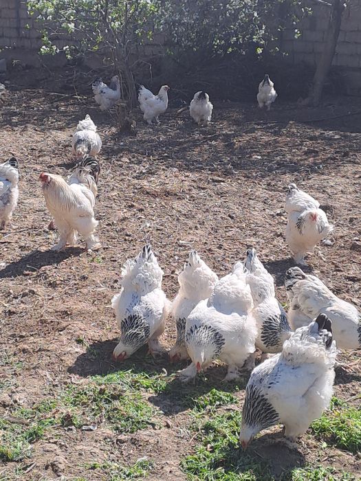Черняевкада Брама товуқ тухумлари сотилади