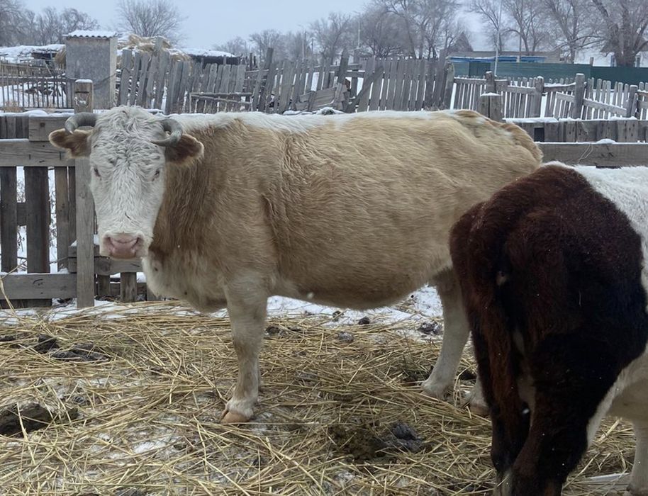 Продам корову срочно