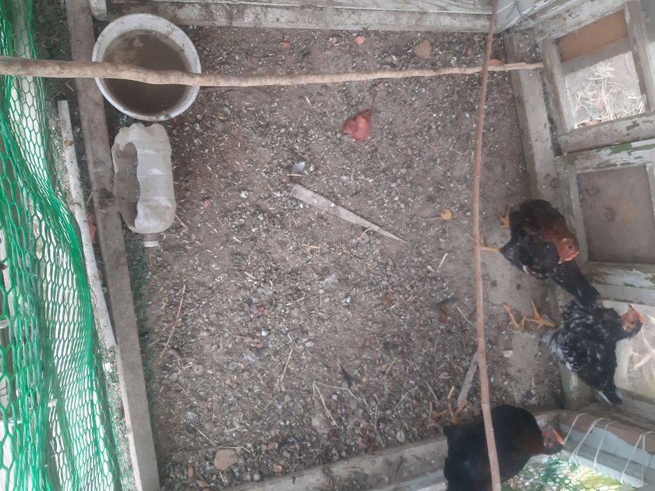 Yalangoch aerobika filmlar