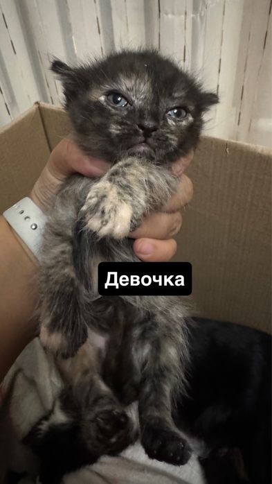 Маленькие котята