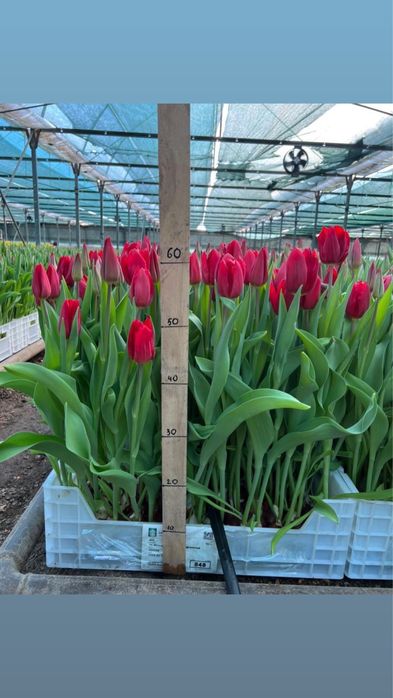 Тюльпаны оптом на 8марта