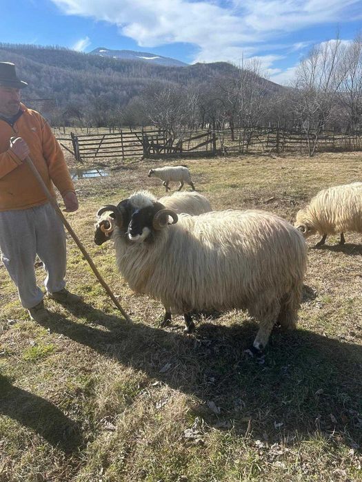 Se vinde fân pentru oo