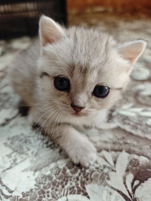 Отдадим котят в добрые руки