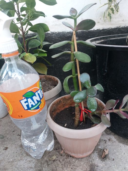 Денежное дерево. Толстянка