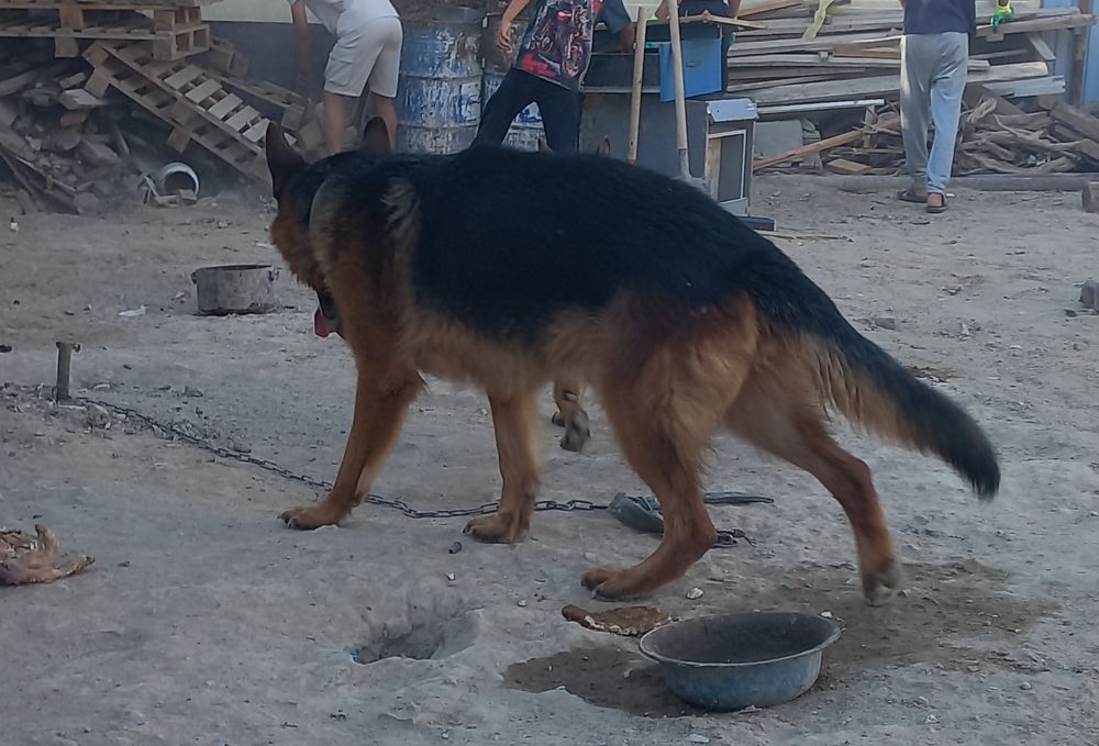 Вязка   овчарка  ..