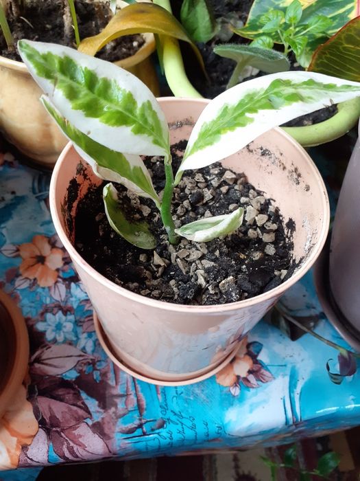 Продам комнатные цветы