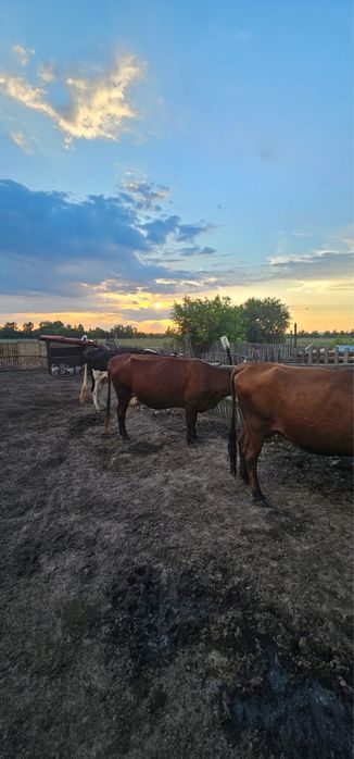 продам коров за 4 млн