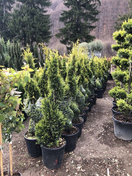 Maslini / Artar Japonez/ Bonsai