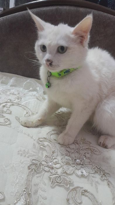 Mushuk turetiski angora