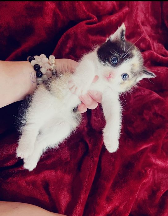 Котята Крысыловы