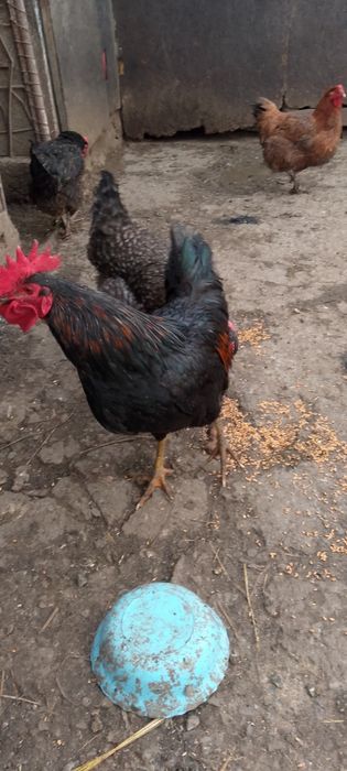 Cocoș metiș australorp