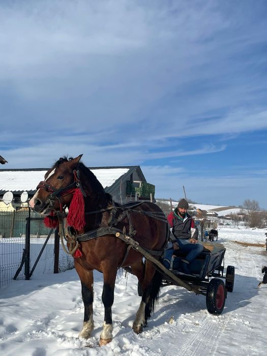 De vanzare manz de 1 an si 6 luni