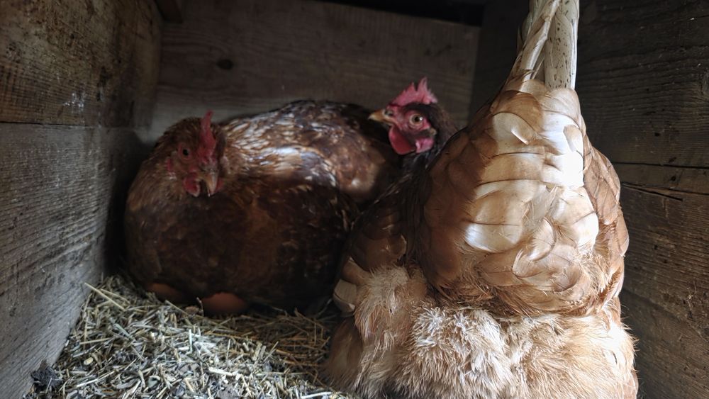 Sătul de oua fara gust? astea chiar sunt diferite