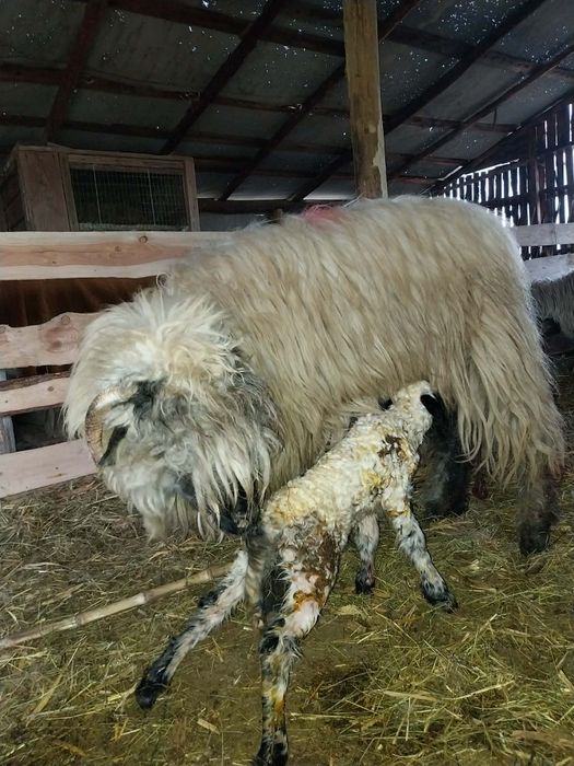 Vând 2 oi cu miel langa ele