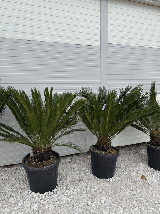Plante ornamentale