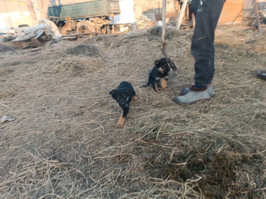 Щенки ВЕО 25000тыс