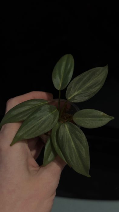 Продам адаптированые растения