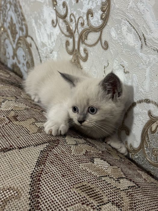 Срочно! Продается привитый котенок редкой породы Blue Point!