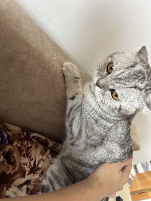 Опытный кот готов для вязки