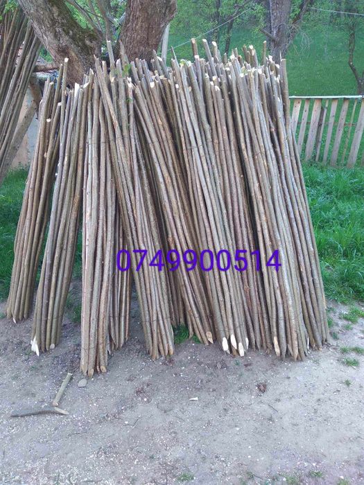 Vând pari de fasole și de rosii