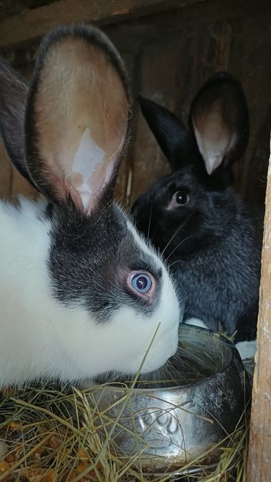 iepuri hylco francezi