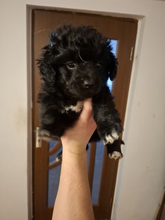 Donez pui de metis talie mica