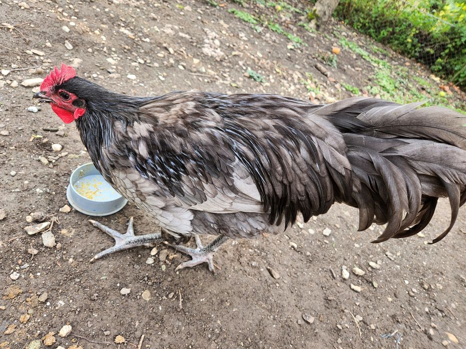 Cocoș Australorp albastru de 7 luni rasă pur